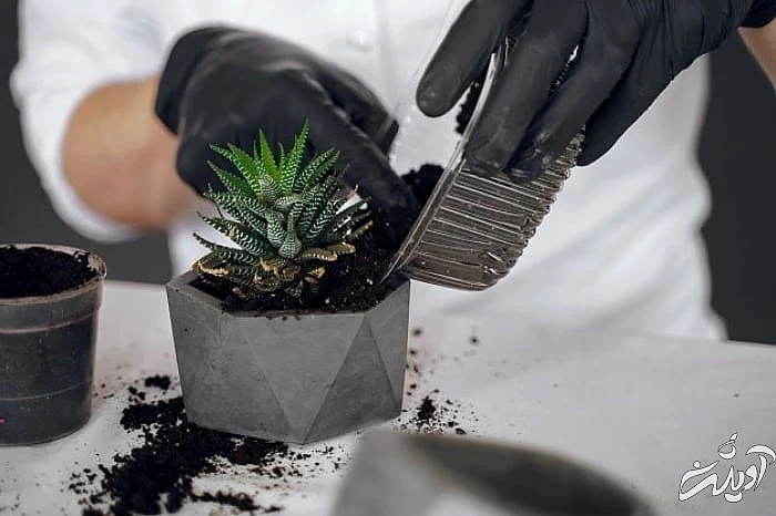 روش کاشت گیاه در خاک نامرغوب تقویت خاک